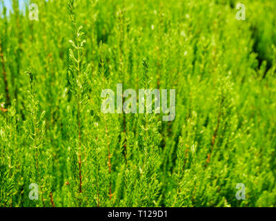 Image of light green cypress tree wonderful color Stock Photo