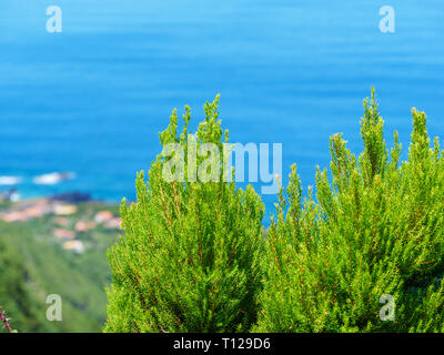 Image of light green cypress tree wonderful color Stock Photo