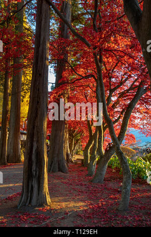 Autmun trees during golden hour in Japan Stock Photo