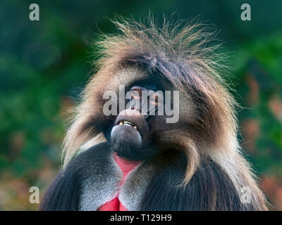 Gelada Baboon Theropithecus gelada adult male Stock Photo