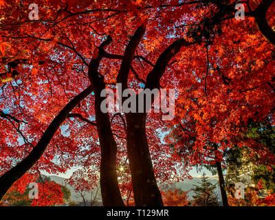 Autmun trees during golden hour in Japan Stock Photo