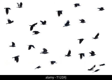 Flying crows white background, black crows silhouette Stock Photo ...