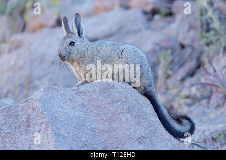 Adult Southern Viscacha (Lagidium viscacia) on look-out Stock Photo