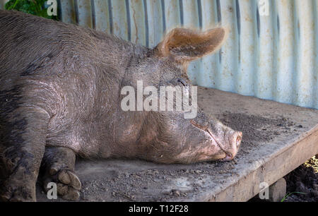 Happy pig, contented smiling muddy pig sleeping in pig house covered in mud after a muddy wallow Stock Photo