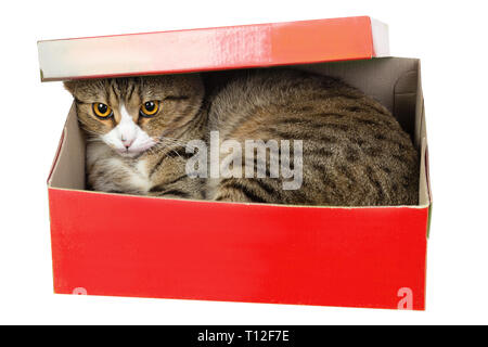 surprise gift, cat hiding in red box isolated on white Stock Photo
