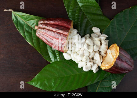 Raw cacao material. Open cocoa pod with fresh wet beans Stock Photo