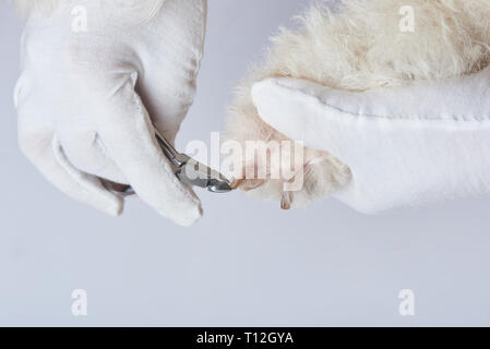 Vet cut dog nail in paw close up view isolated on white background Stock Photo