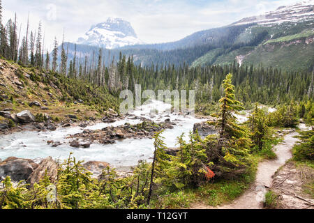 Glacier-fed waters from Takakkaw Falls flow into Kicking Horse River through Yoho National Park near Field, BC, with Wapta Mountain in the background  Stock Photo