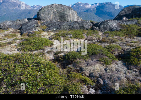 Moss growing on rocks in the mountain, Narsarsuaq, Greenland Stock Photo