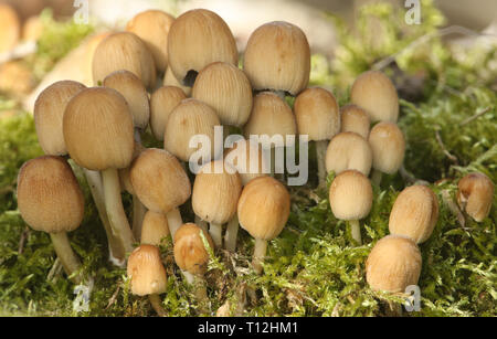 A cluster of pretty Glistening Inkcap, Coprinellus micaceus, mushroom, growing though moss on the forest floor. Stock Photo