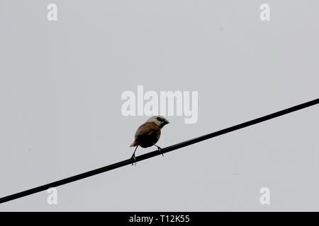 Bird on wire Stock Photo