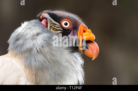 Close-up view of a King vulture (Sarcoramphus papa) Stock Photo