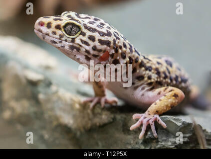 Close-up view of a Leopard gecko (Eublepharis macularius) Stock Photo