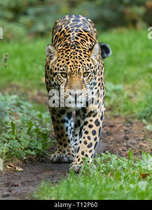 Frontal view of a Jaguar (Panthera onca) Stock Photo
