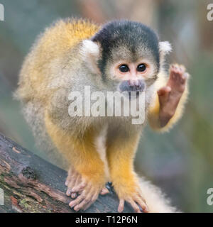 Close up of a Black-capped Squirrel Monkey (Saimiri boliviensis) Stock Photo