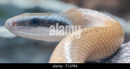 Close-up view of a Beauty rat snake (Elaphe taeniura) Stock Photo