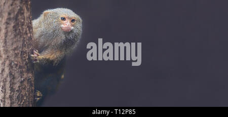 Close up of a Pygmy Marmoset (Cebuella pygmaea) with copy space Stock Photo