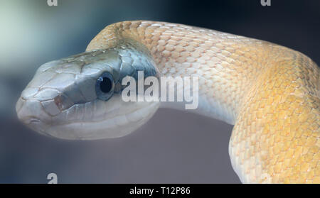 Close-up view of a Beauty rat snake (Elaphe taeniura) Stock Photo