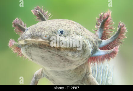 Close-up view of an Axolotl (Ambystoma mexicanum) Stock Photo
