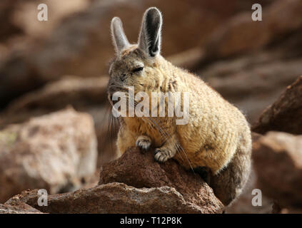 Southern Viscacha (Lagidium viscacia) in Siloli desert (bolivia) Stock Photo