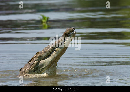 Crocodile points it snout up at an angle clearing its entire head from the water Stock Photo