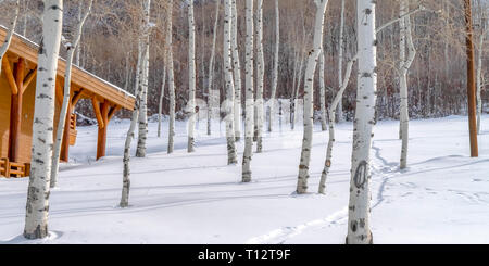 Quaking Aspens And Cabin On Snowy Mountain In Utah A Cozy Cabin