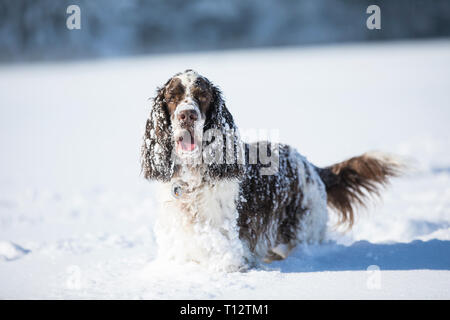 Portrait of English Springer Spaniel on snow-covered meadow Stock Photo