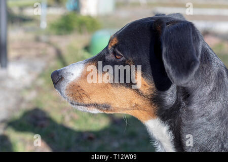 portrait of a appenzeller Mountain Dog outside. Stock Photo