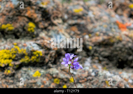 Close up. Beautiful blooming purple wildflowers - blue dicks, with blurred background of sharp grey rock covered with bright colored yellow, orange Stock Photo