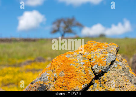 Close up of grey rock covered with orange and yellow colored crustose lichen. Blurred background landscape on hill - yellow flowers, green grass, lone Stock Photo