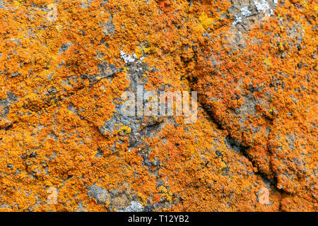 Close up. Orange and yellow rusty looking bright and vibrant colored crustose lichen crust grows on gray rock. Stock Photo