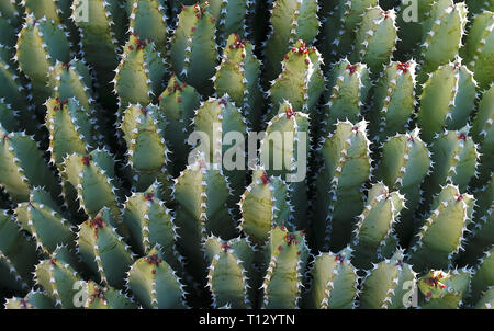 Resin spurge (Euphorbia resinifera), cactus background from Tucson, Arizona. Stock Photo