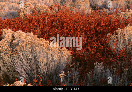 USA, California, Tule Lake National Wildlife Refuge, Rabbitbrush and fall-colored shrubs. Stock Photo