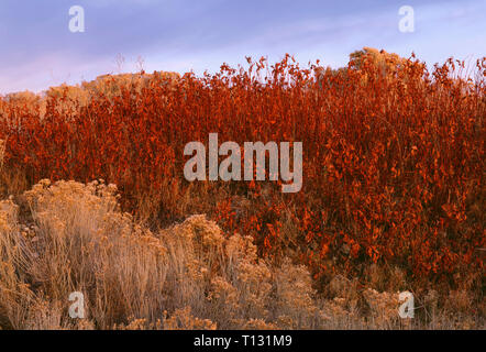 USA, California, Tule Lake National Wildlife Refuge, Evening light on rabbitbrush and fall-colored shrubs. Stock Photo