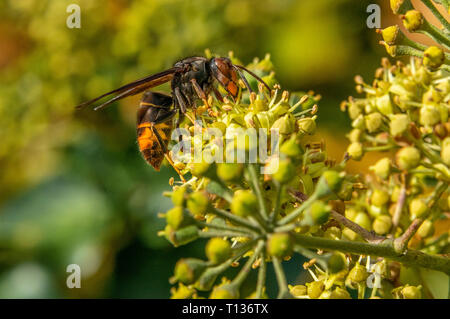 Close up of an Asian hornet, also known as the yellow-legged hornet (Vespa velutina) taking nectar from an Ivy flower head. The South of France. Stock Photo