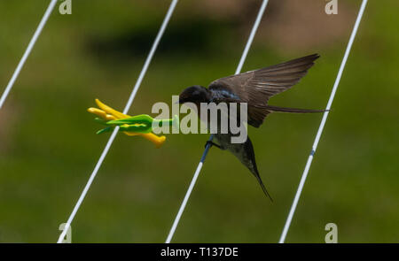 A New Zealand Welcome Swallow on a clothesline, checking out the plastic pegs. Stock Photo