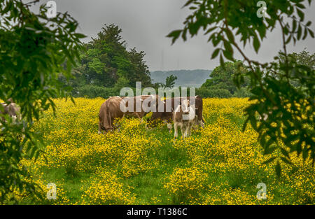 Cows grazing in a field of buttercups, Cotswolds, England, United Kingdom Stock Photo