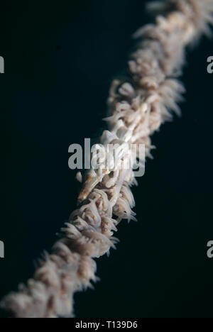 Wire Coral Crab, Xenocarcinus tuberculatus, on Wire Coral, Antipatharia Order, Angel's Window dive site, Lembeh Straits, Sulawesi, Indonesia Stock Photo