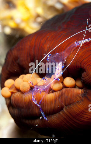 Sarasvati Anemone Shrimp, Periclimenes sarasvati, in Magnificent Sea Anemone, Heteractis magnifica, Tanjung Slope dive site, Lembeh Straits, Sulawesi Stock Photo