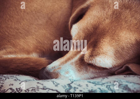 Beagle ancient elder old dog. Grey hair dog sleeping or resting. Laying dog. Stock Photo