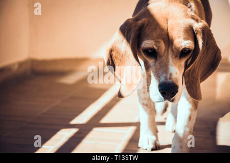 Abandoned beagle dog. Stray dog sad eyes. Street dog wanderer. Stock Photo