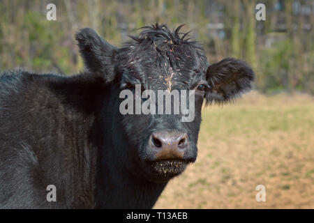 Head of a big black Angus bull Stock Photo - Alamy