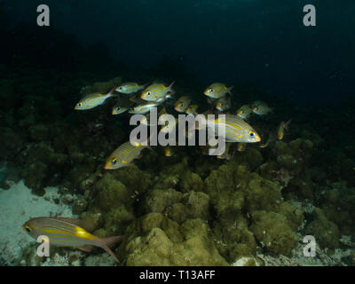 Maldives underwater Stock Photo