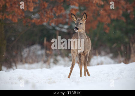 Roe deer, capreolus capreolus, in deep snow in winter. Stock Photo