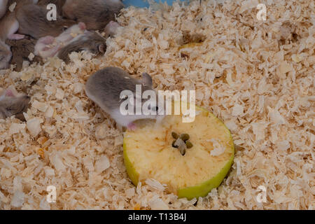 Tiny Roborovski dwarf hamsters for sale as pets in street market, one eating apple. Aka Robo, desert hamster. Cute. Stock Photo