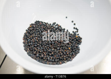 details of botanicals used in gin making Stock Photo