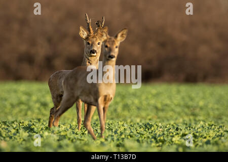Roe deer, capreolus capreolus, couple at sunset in spring. Stock Photo