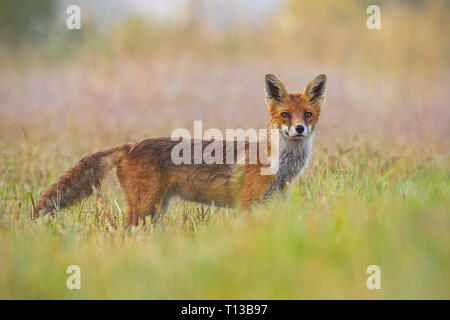 Red fox, vulpes vulpes, early in the morning with blurred background Stock Photo