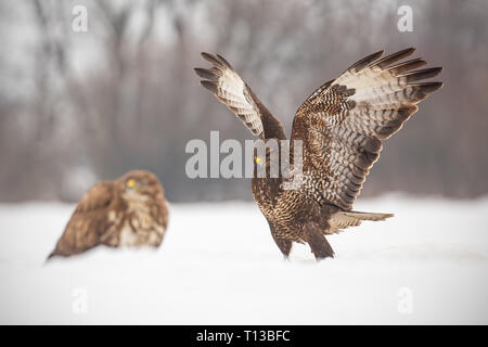 Common buzzards, buteo buteo, fighting in winter. Stock Photo