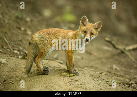 Red fox, vulpes vulpes, cub in the forest near the burrow. Stock Photo